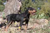 JAGDTERRIER ALLEMAND 004